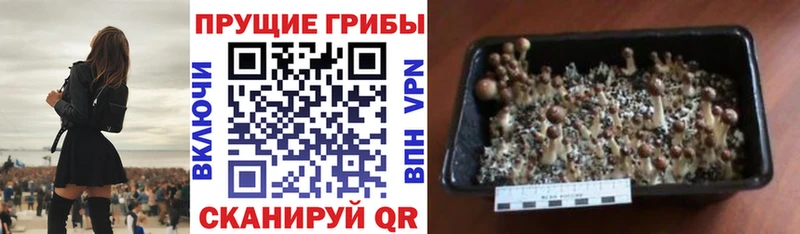 закладки  Спасск-Дальний  Псилоцибиновые грибы MAGIC MUSHROOMS 